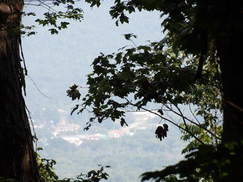 128 Oak Ridge Road, Unit 128 Pikeville, TN 37367 - Photo 3 of 11 great-place-for-a-cabin-pikeville-bledso