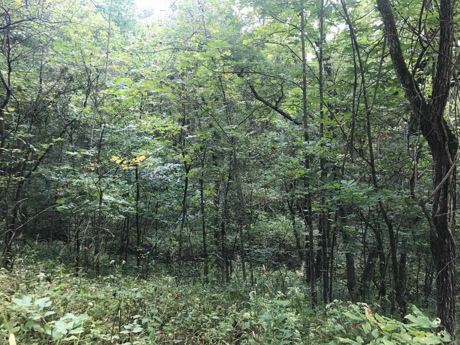 1777 Locust Fork Road Stamping Ground, KY 40379 - Photo 32 of 42 Photo 33