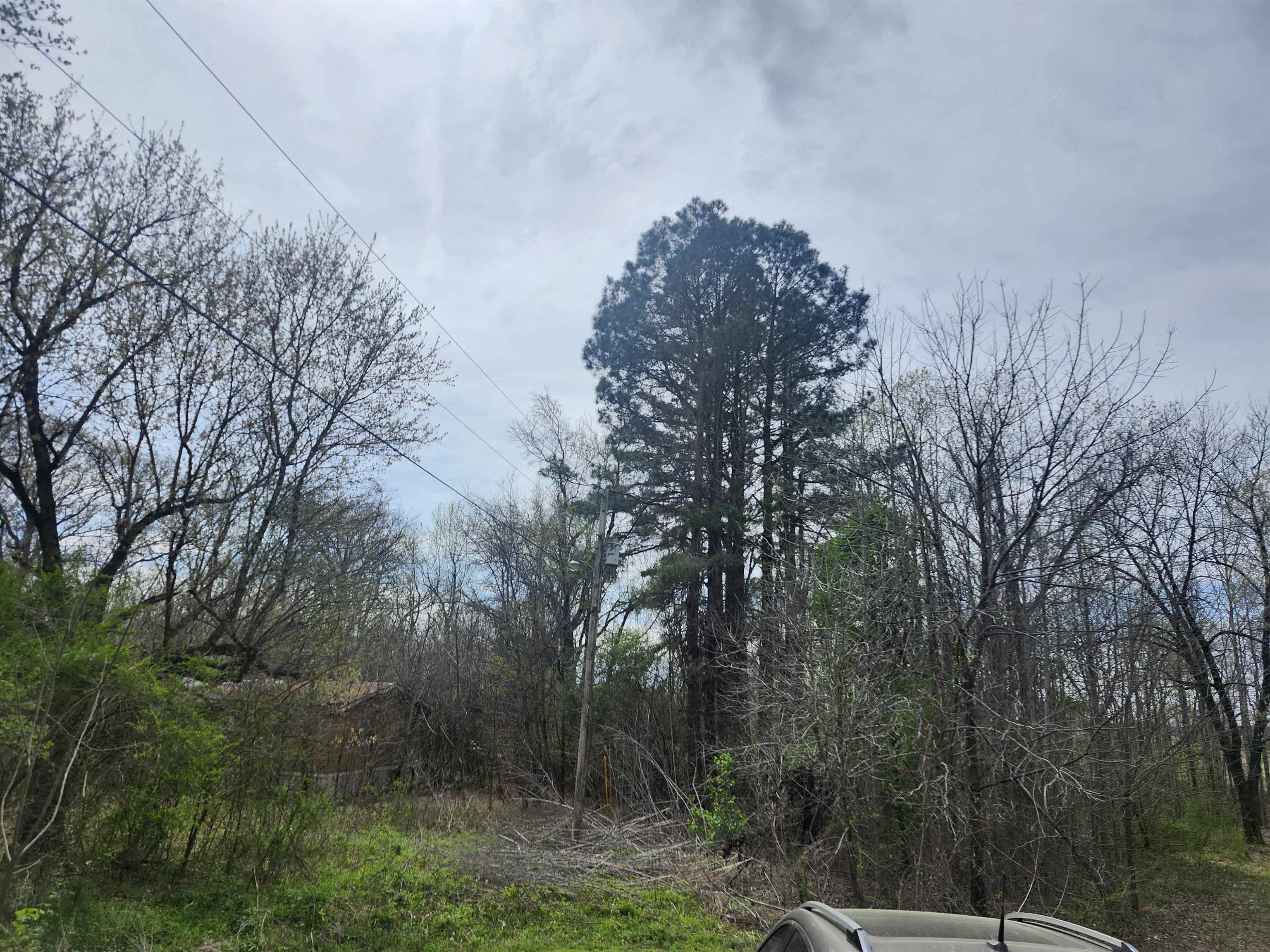 410 Brown Road Drummonds, TN 38023 - Photo 8 of 12 a view of a forest