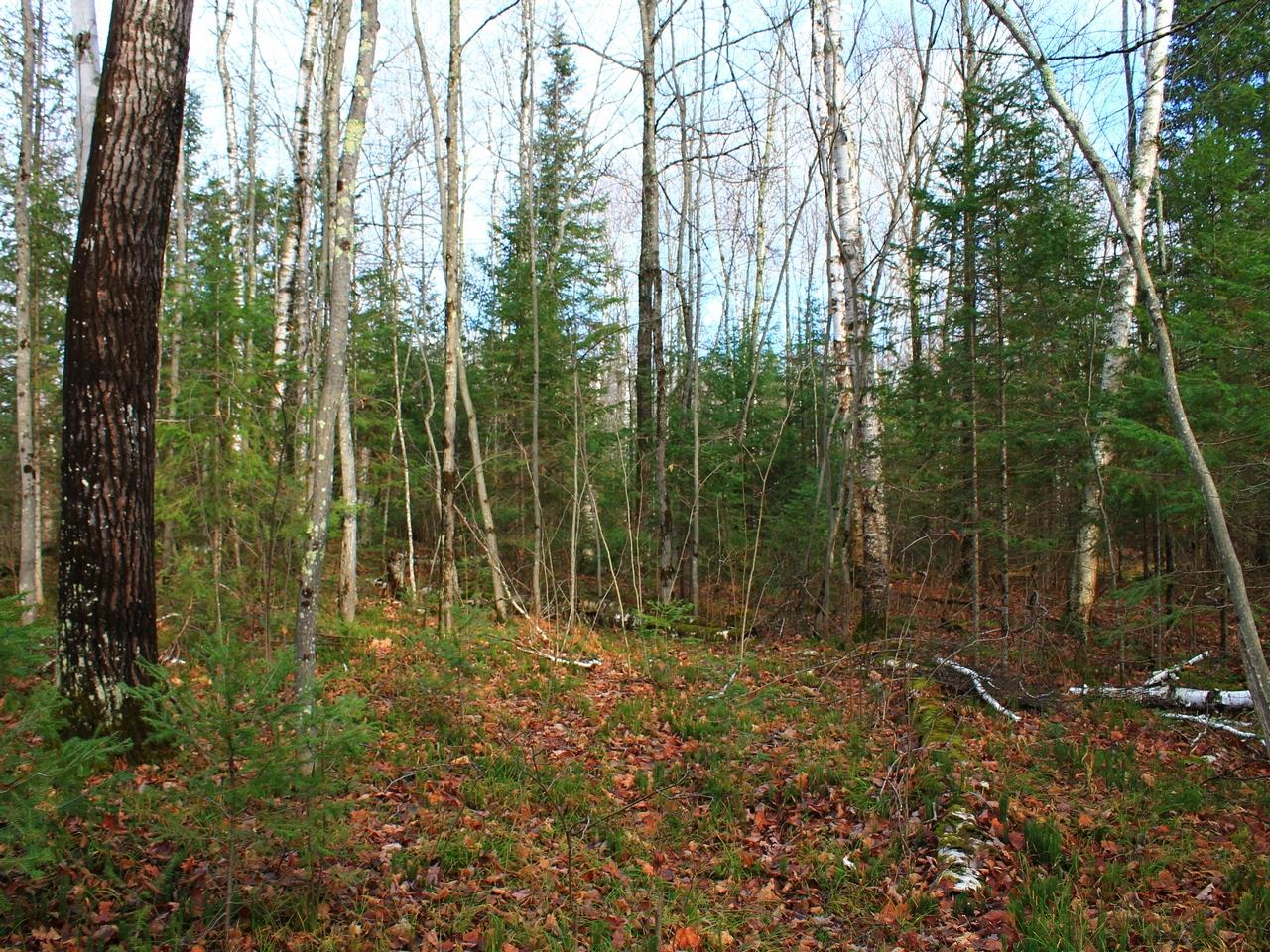 On East Bay Road, Unit LOT 3 Presque Isle, WI 54557 - Photo 10 of 22 Gallery Image 10