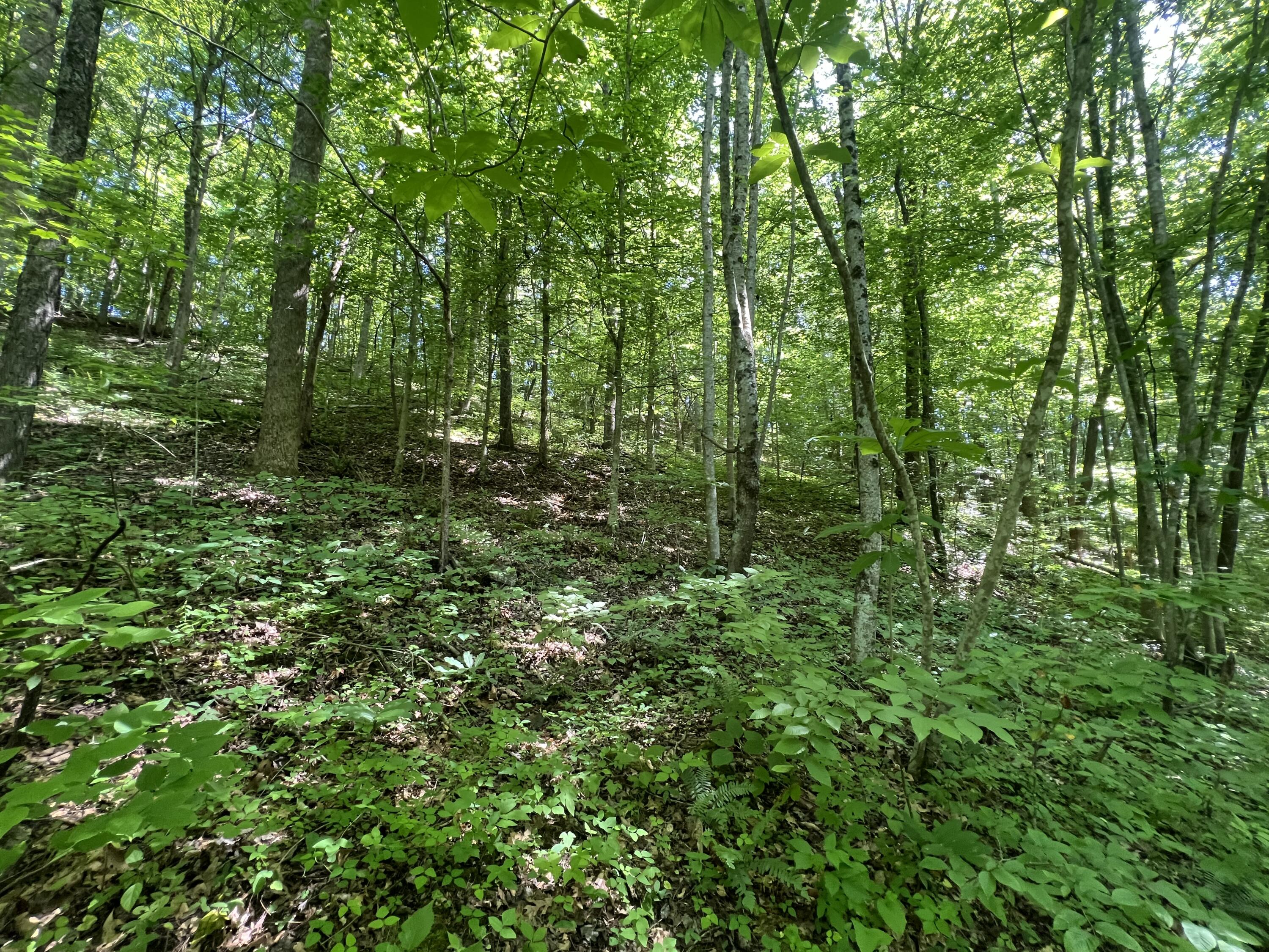 999 Maple Grove Road Orlando, KY 40460 - Photo 25 of 66 IMG_4737
