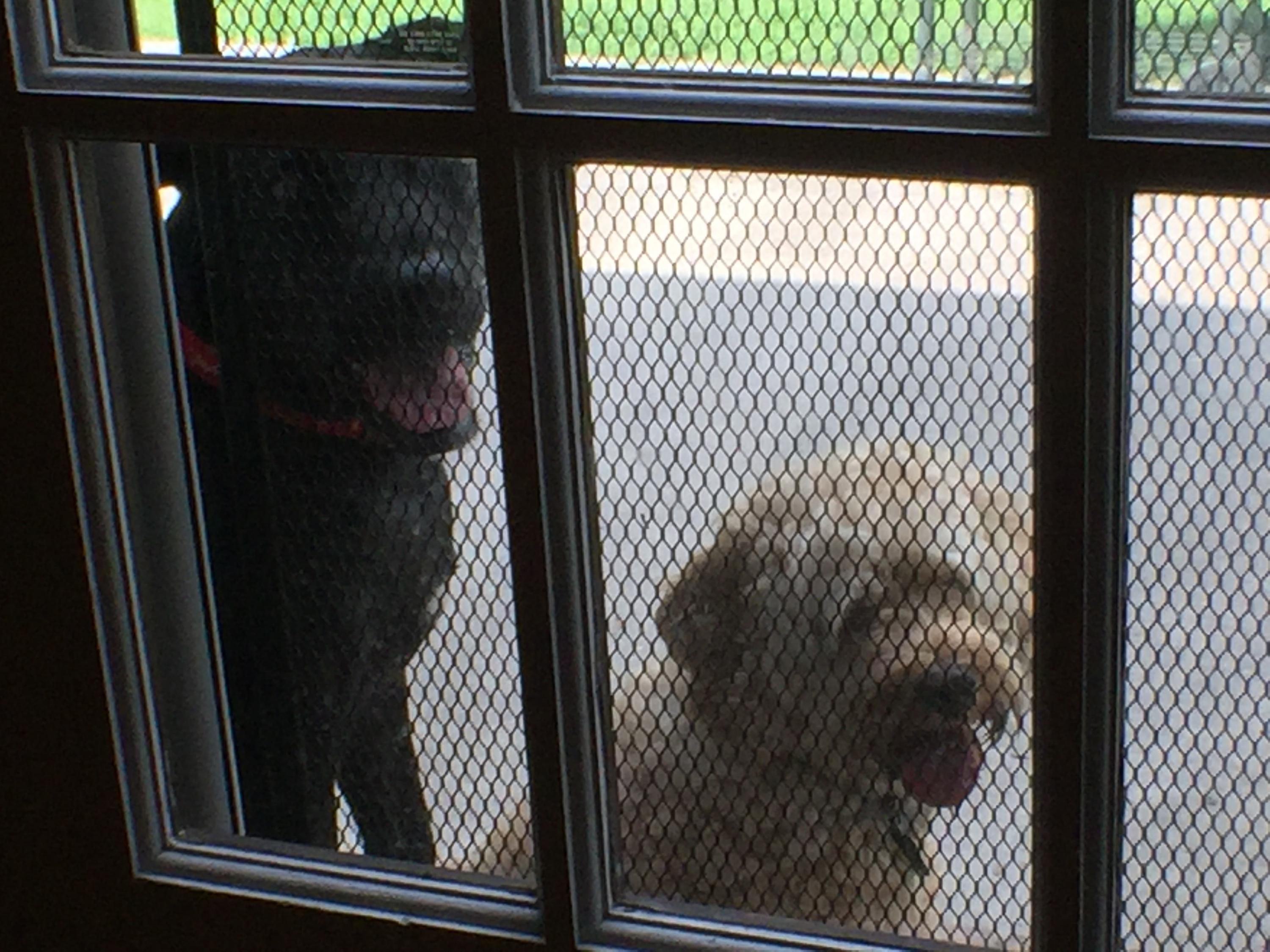 161 Tall Pines Road Ladson, SC 29456 - Photo 28 of 28 Sweet Pups