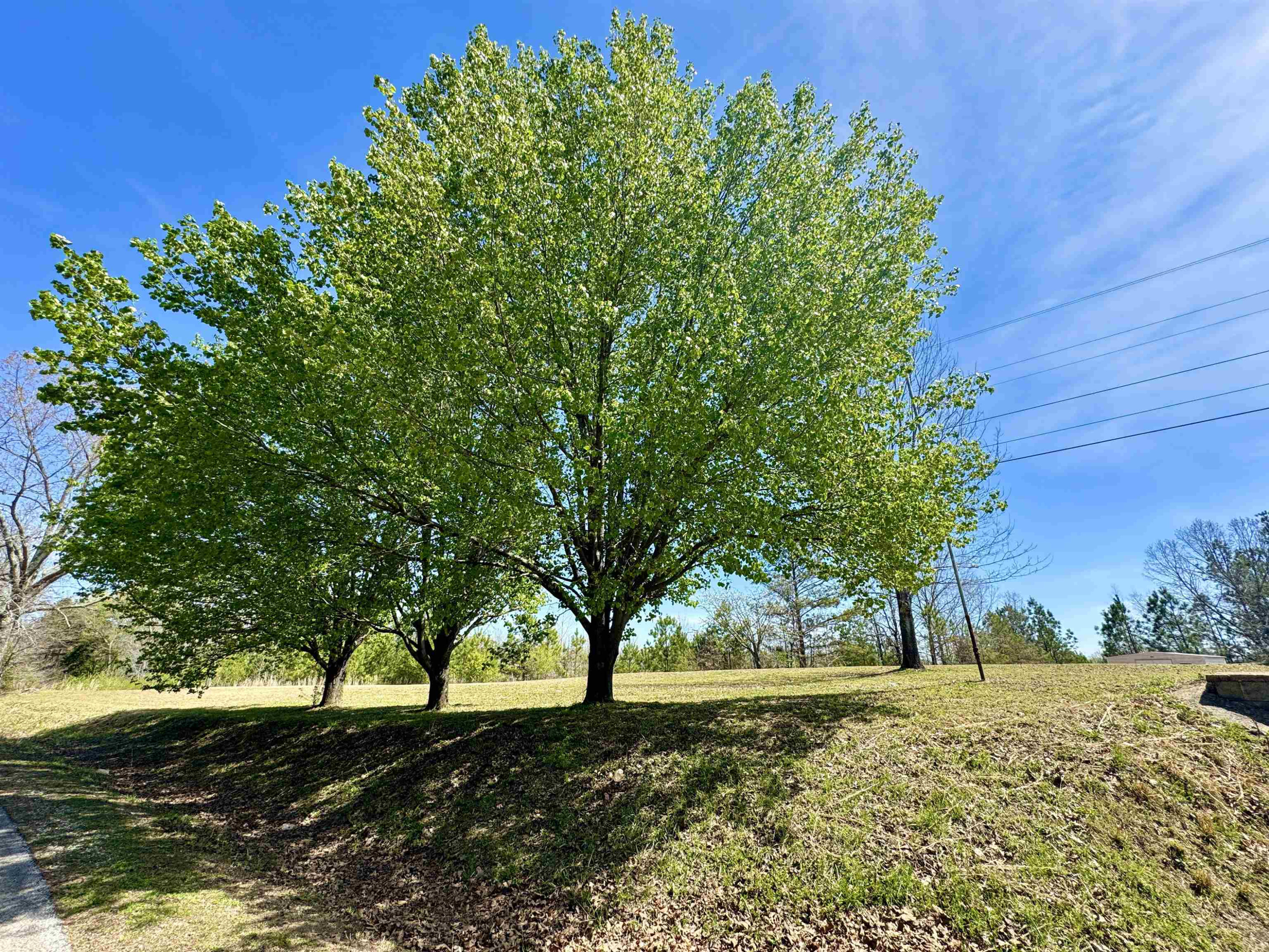 420 Presley Road Lexington, TN 38351 - Photo 4 of 44 Photo 4