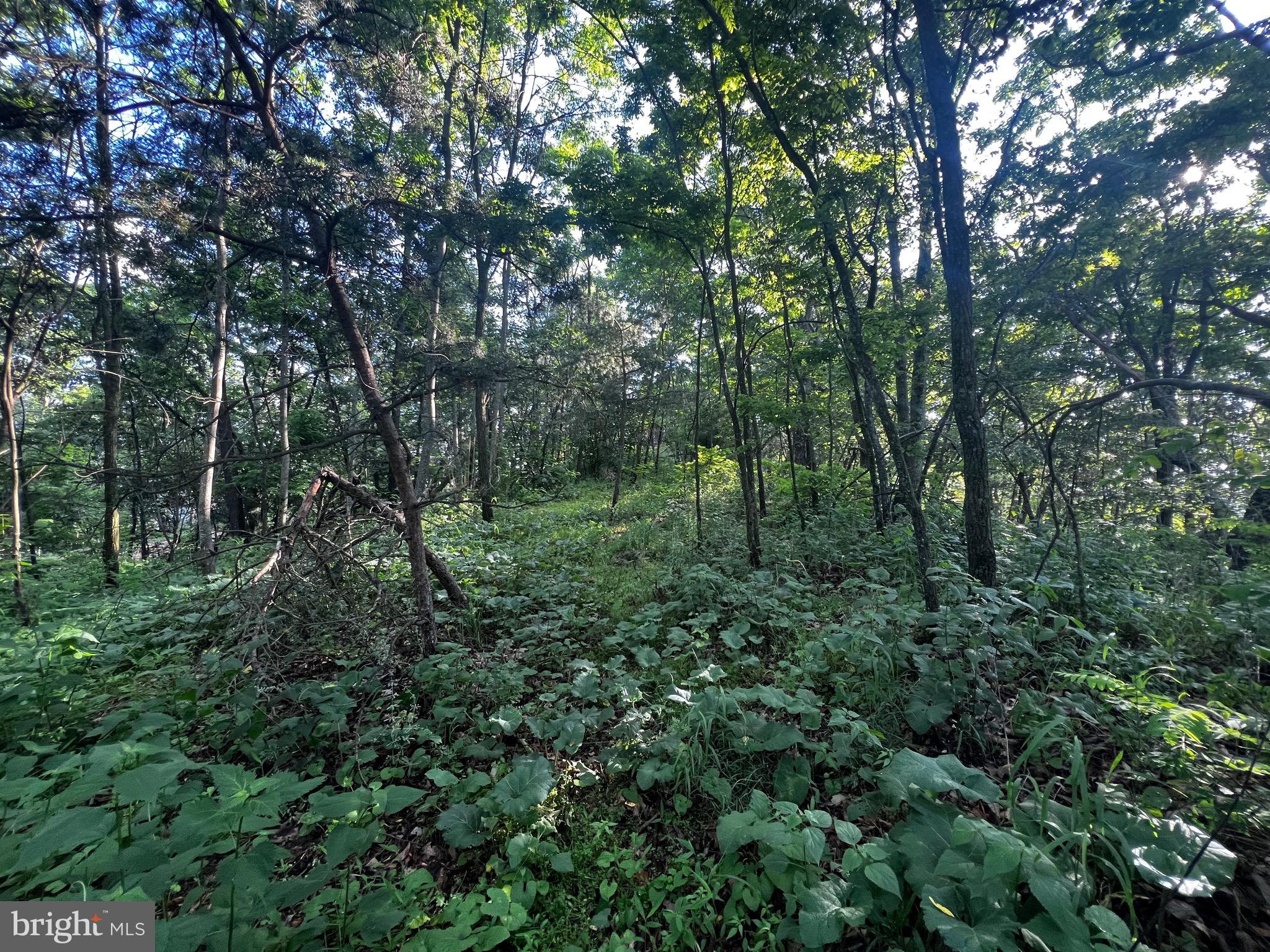 Lot 52 Grace Mountain Mathias, WV 26812 - Photo 19 of 34