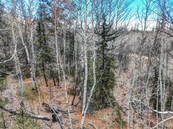 a view of a forest with trees