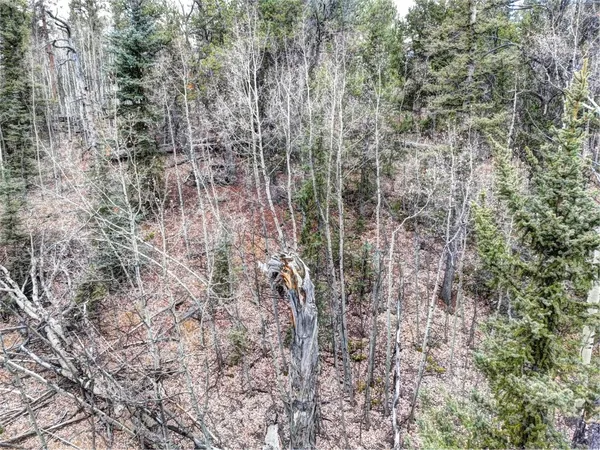 a view of a forest with a tree