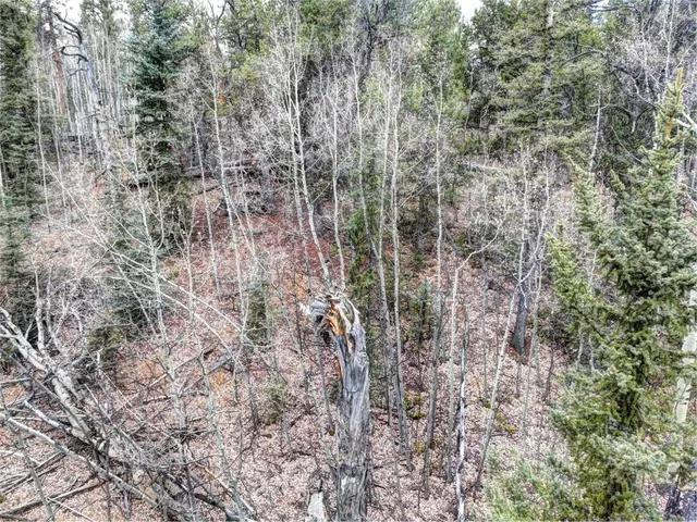 a view of a forest with a tree