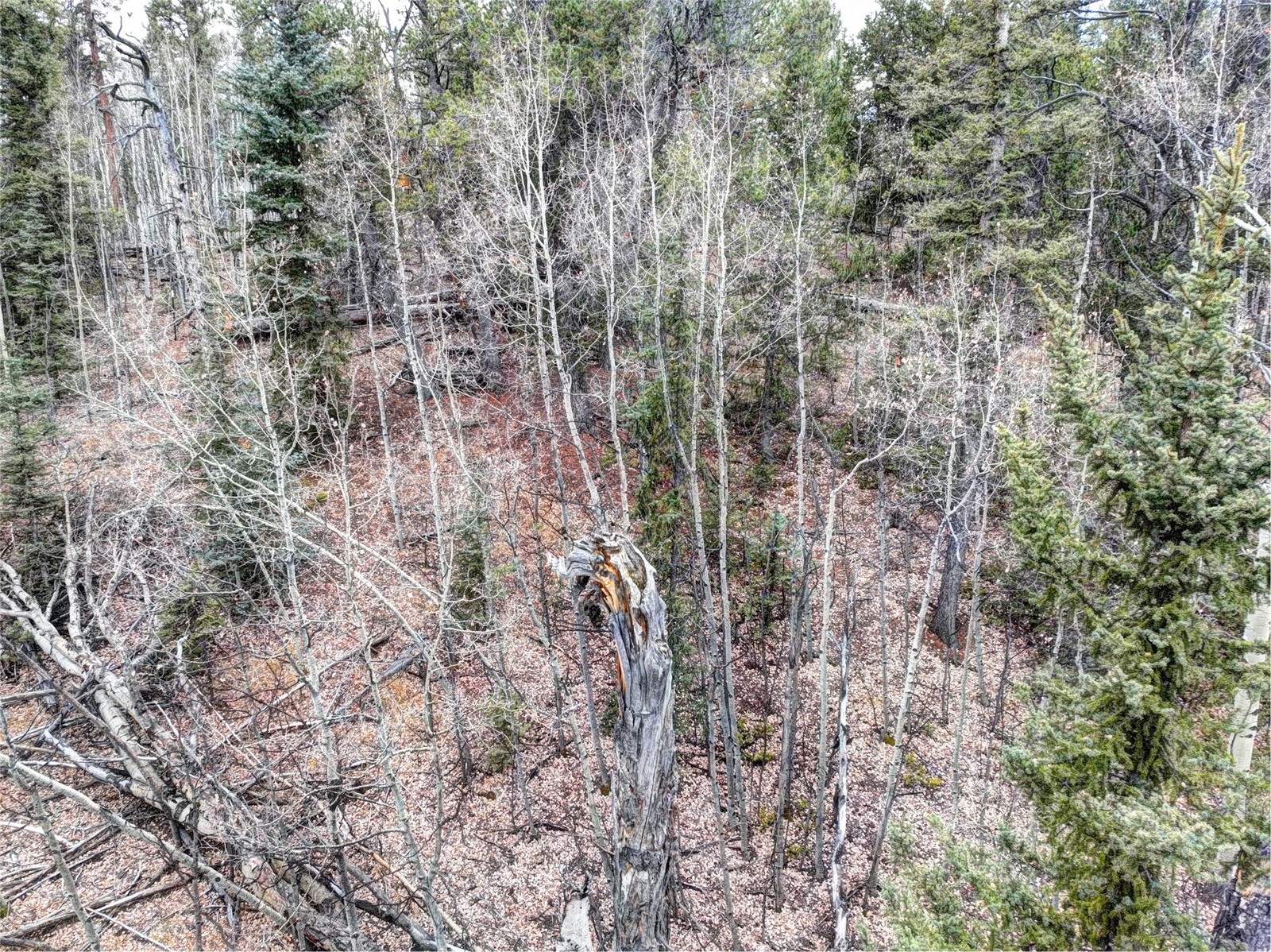 646 Antelope Way Como, CO 80432 - Photo 4 of 19 a view of a forest with a tree
