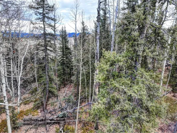 a view of a forest with a tree
