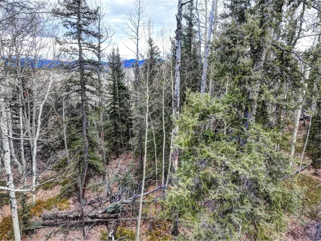 a view of a forest with a tree