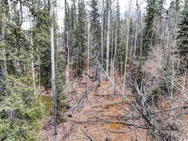 a view of a forest with trees in front of it