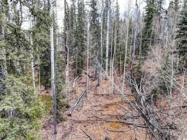 a view of a forest with trees in front of it