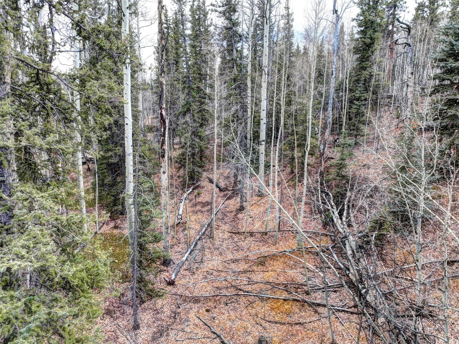 646 Antelope Way Como, CO 80432 - Photo 9 of 19 a view of a forest with trees in front of it