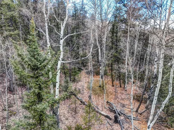 a view of a forest with a tree