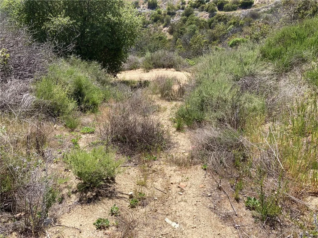6 Crumley Court Temecula, CA 92590 - Photo 9 of 11 a view of a forest with a tree