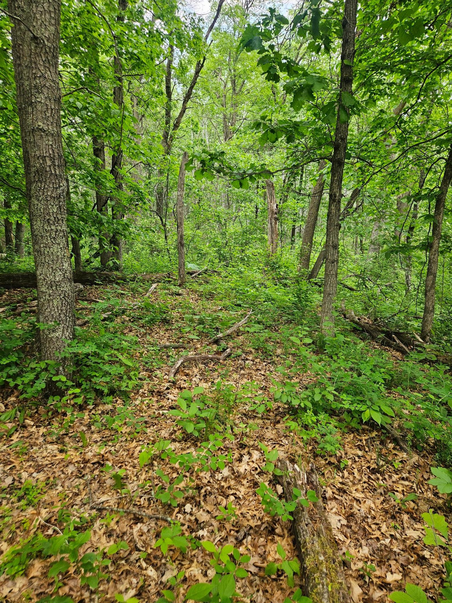 Parcel E Parcel E Rogue Way Ironton, MN 56455 - Photo 14 of 18