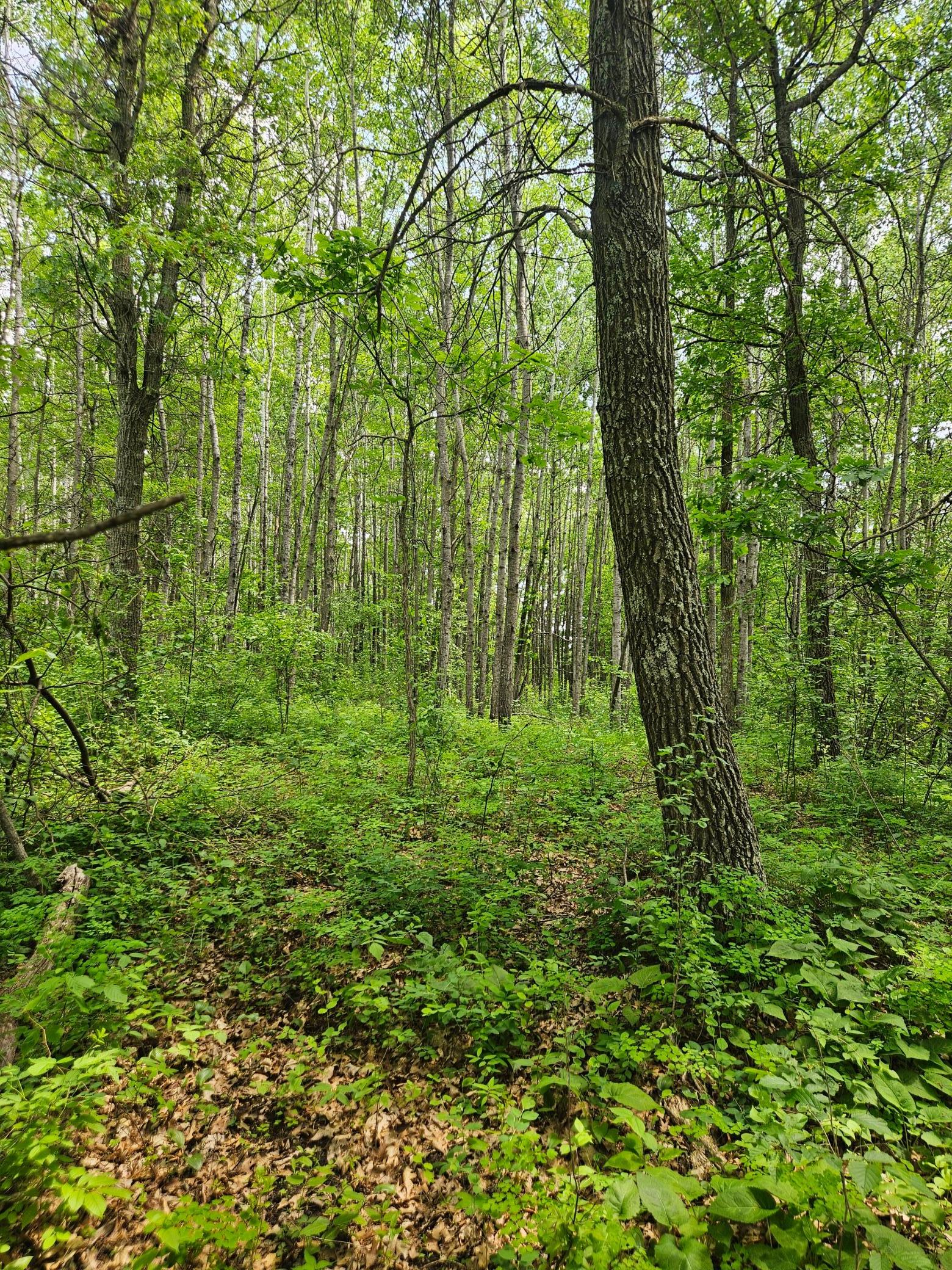 Parcel E Parcel E Rogue Way Ironton, MN 56455 - Photo 8 of 18