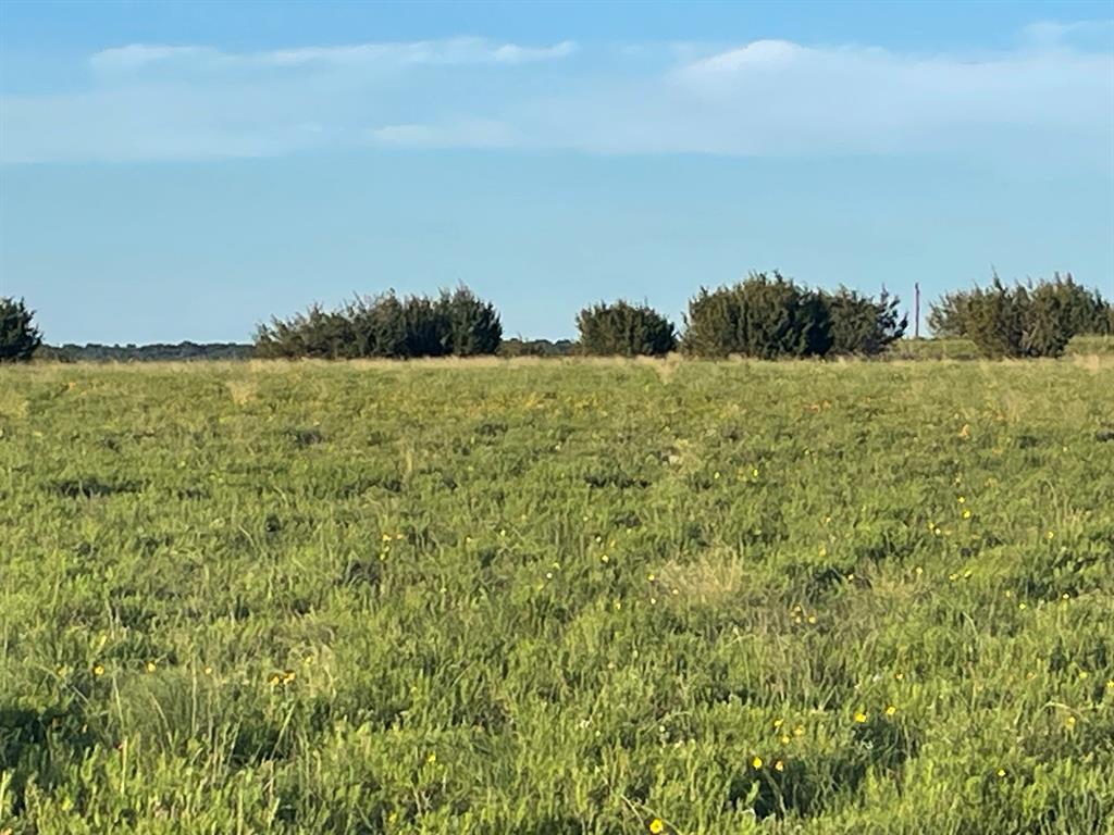 200 Pr 16028 Road Jonesboro, TX 76538 - Photo 8 of 17 Expansive open field with green ground cover and scattered yellow wildflowers