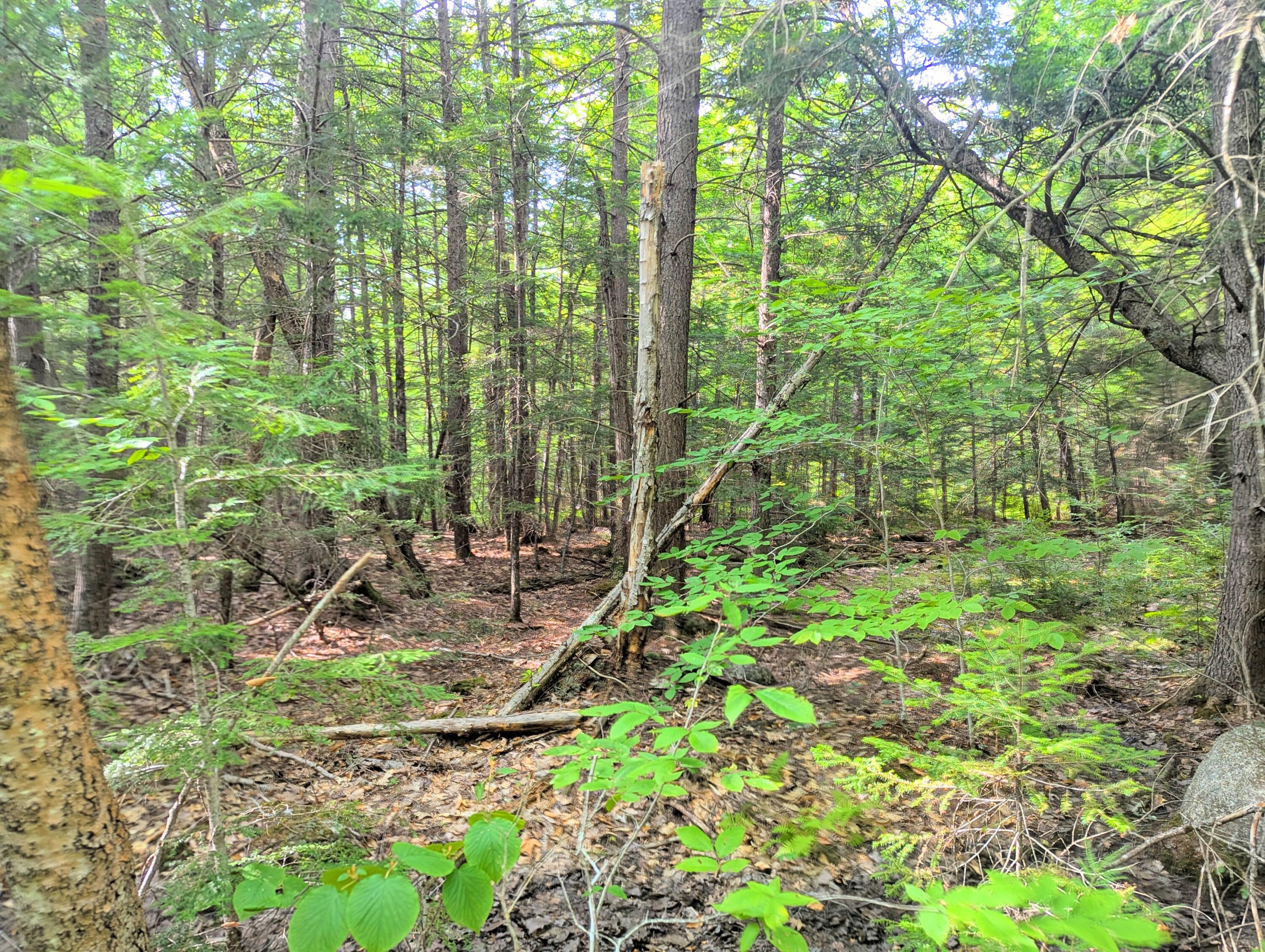 Lot 9 Maple Ridge Road Harrison, ME 04040 - Photo 3 of 7 Timber!