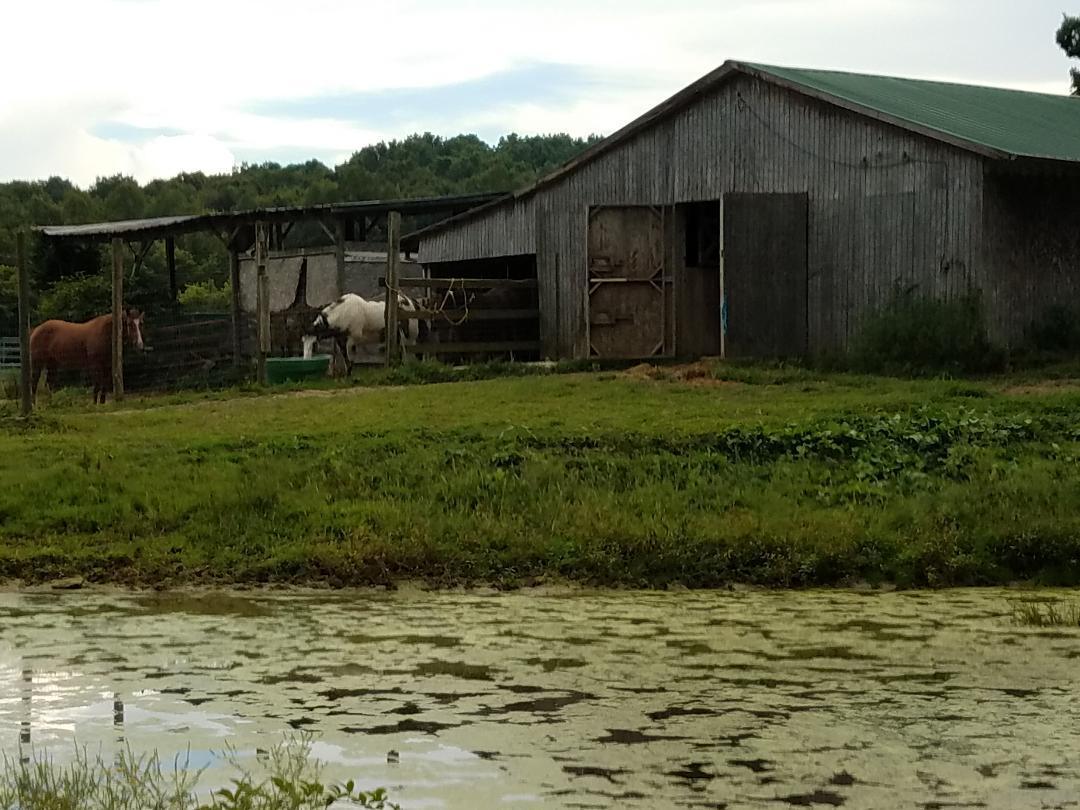 1899 Helenwood Loop Road Helenwood, TN 37755 - Photo 28 of 37 pond barn