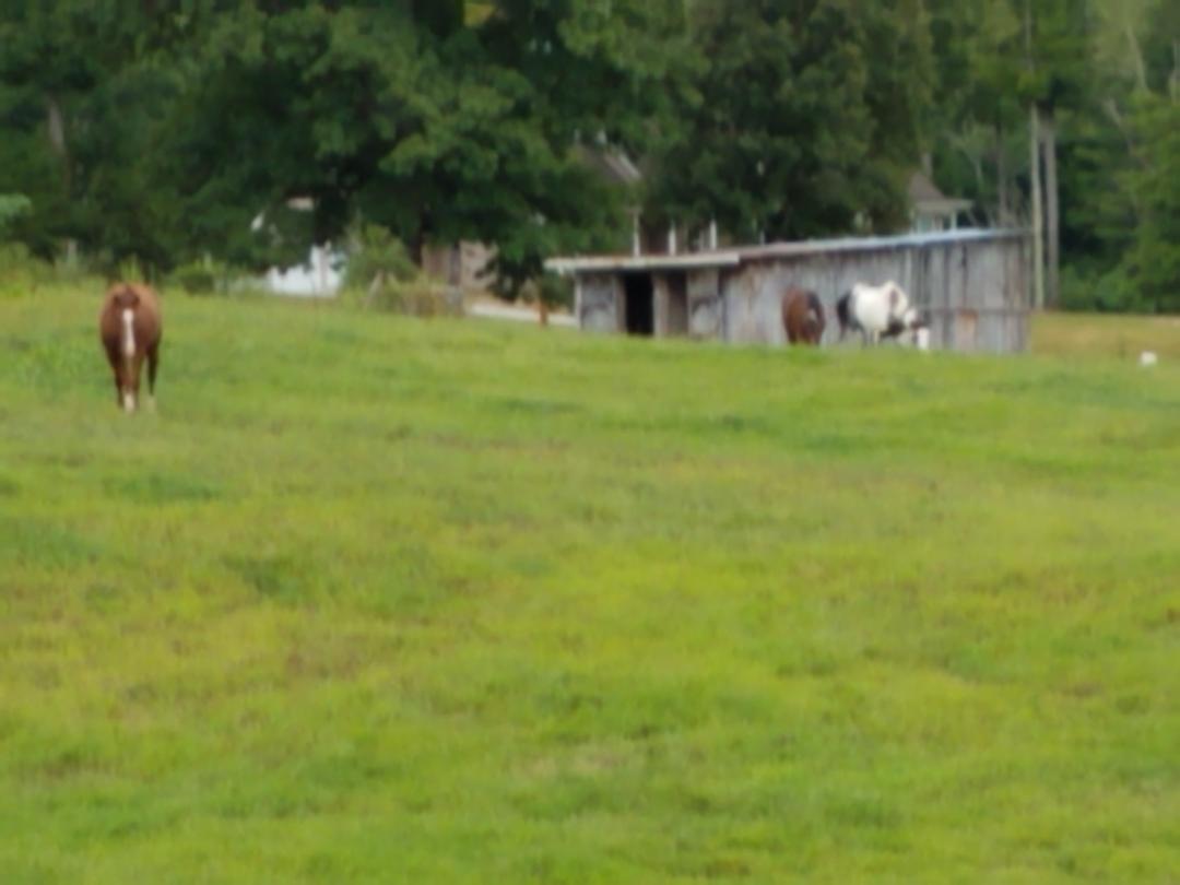 1899 Helenwood Loop Road Helenwood, TN 37755 - Photo 36 of 37 horses