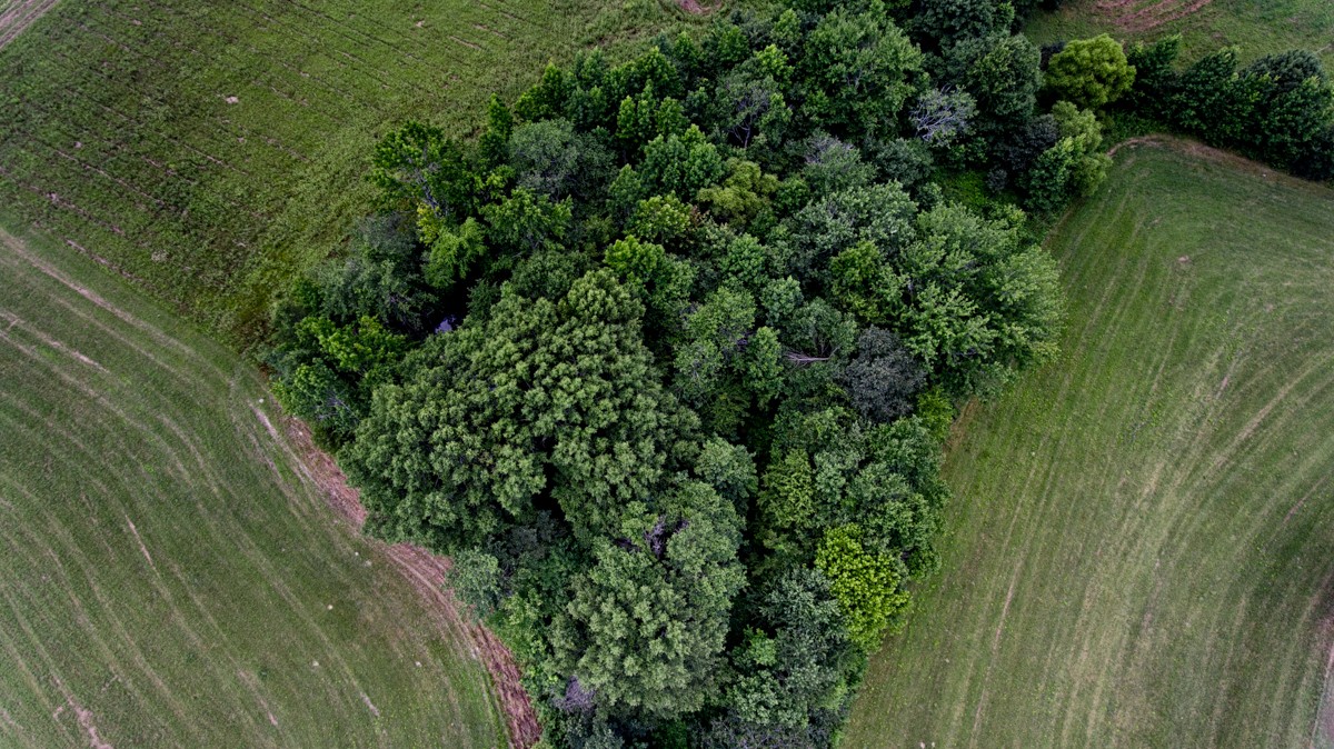 272 Jones Road Taft, TN 38488 - Photo 39 of 40 a view of a lush green forest with a houses in red top