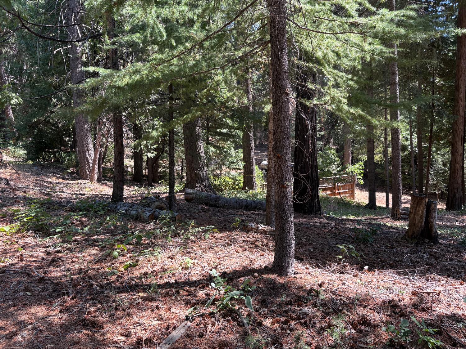a view of a tree in the forest