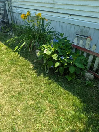 a close up of a plant in a garden
