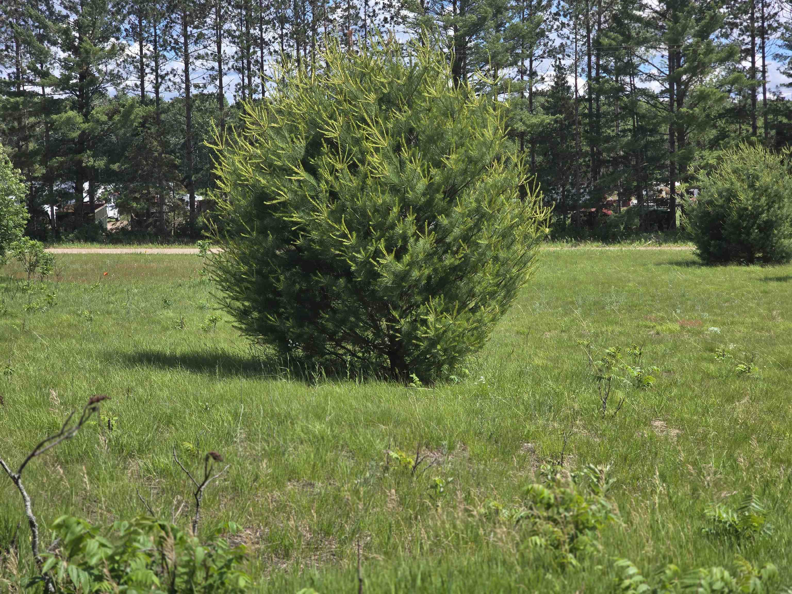 Kay Road Guthrie Road Mesick, MI 49668 - Photo 10 of 10