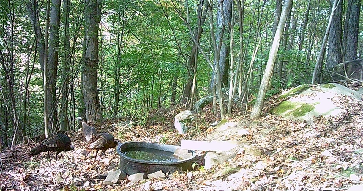 Boone Road Kimbolton, OH 43749 - Photo 24 of 30