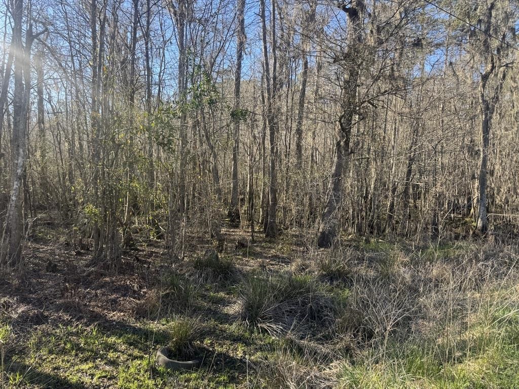 2135 Highway 646 Green Sea, SC 29545 - Photo 8 of 12