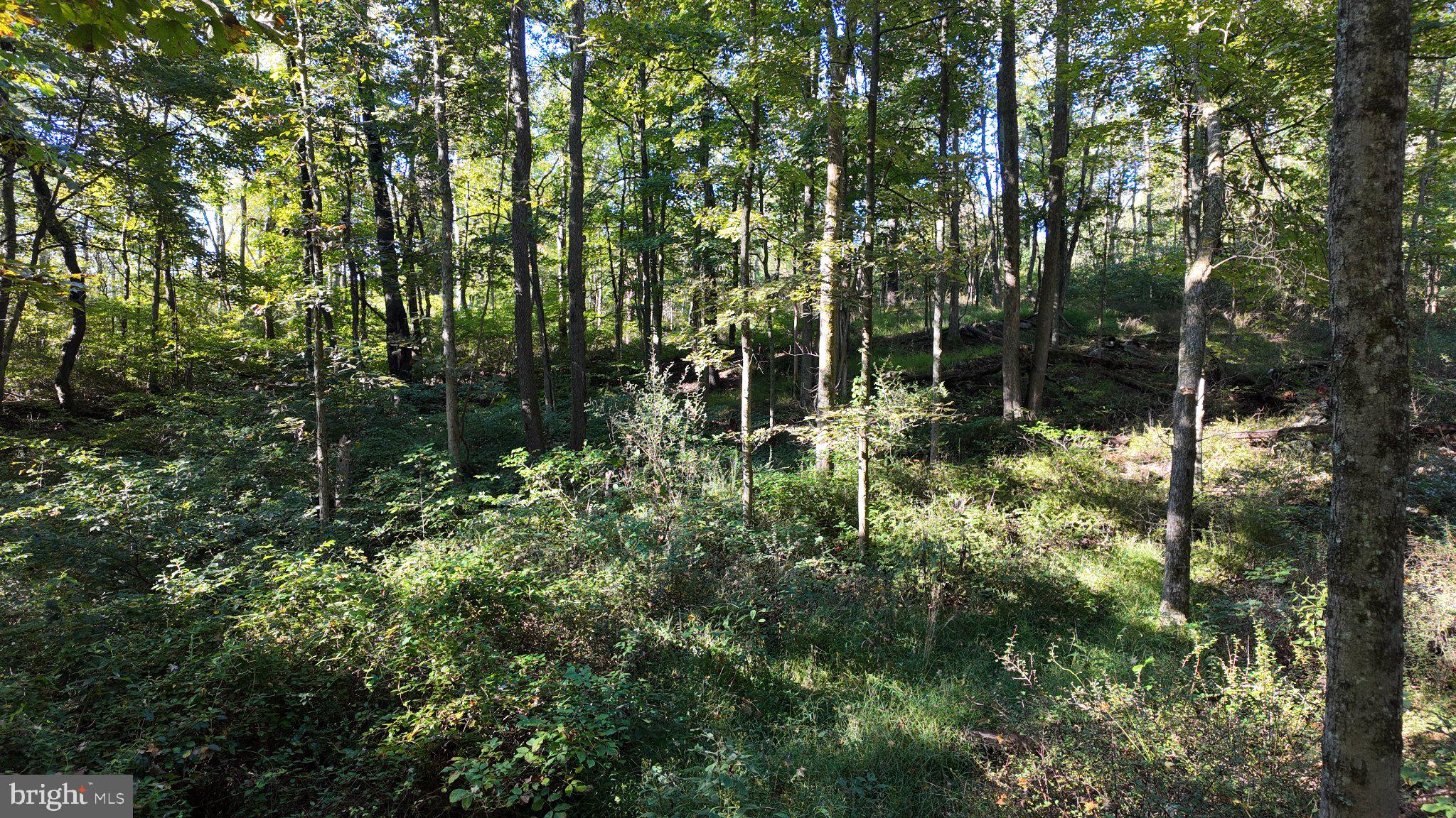 Cold Run Valley Road Berkeley Springs, WV 25411 - Photo 39 of 83 Gallery Image 39