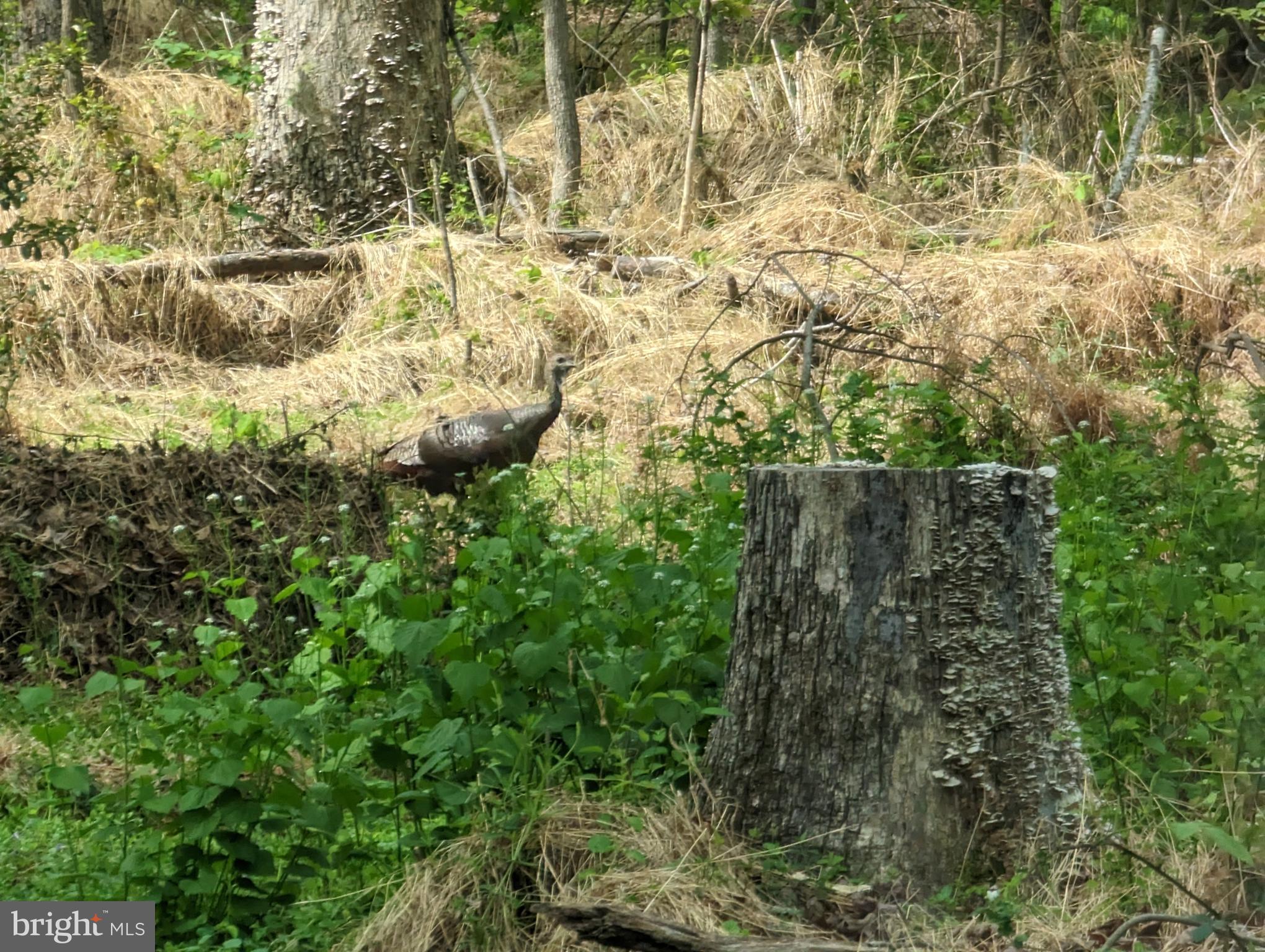 4057 Goldmine Road Goldvein, VA 22720 - Photo 8 of 17 Gobble! Gobble!