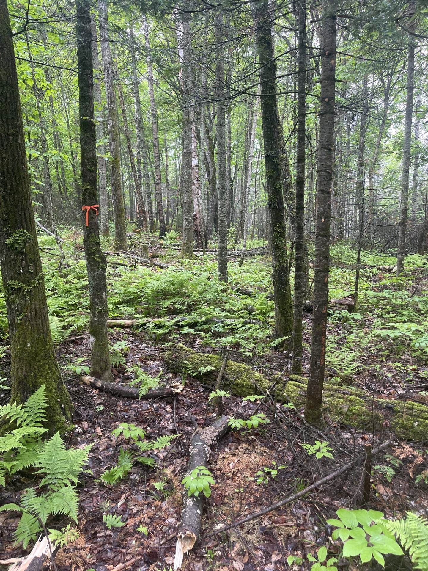 Two Christianson Lake Road Two Harbors, MN 55616 - Photo 20 of 28