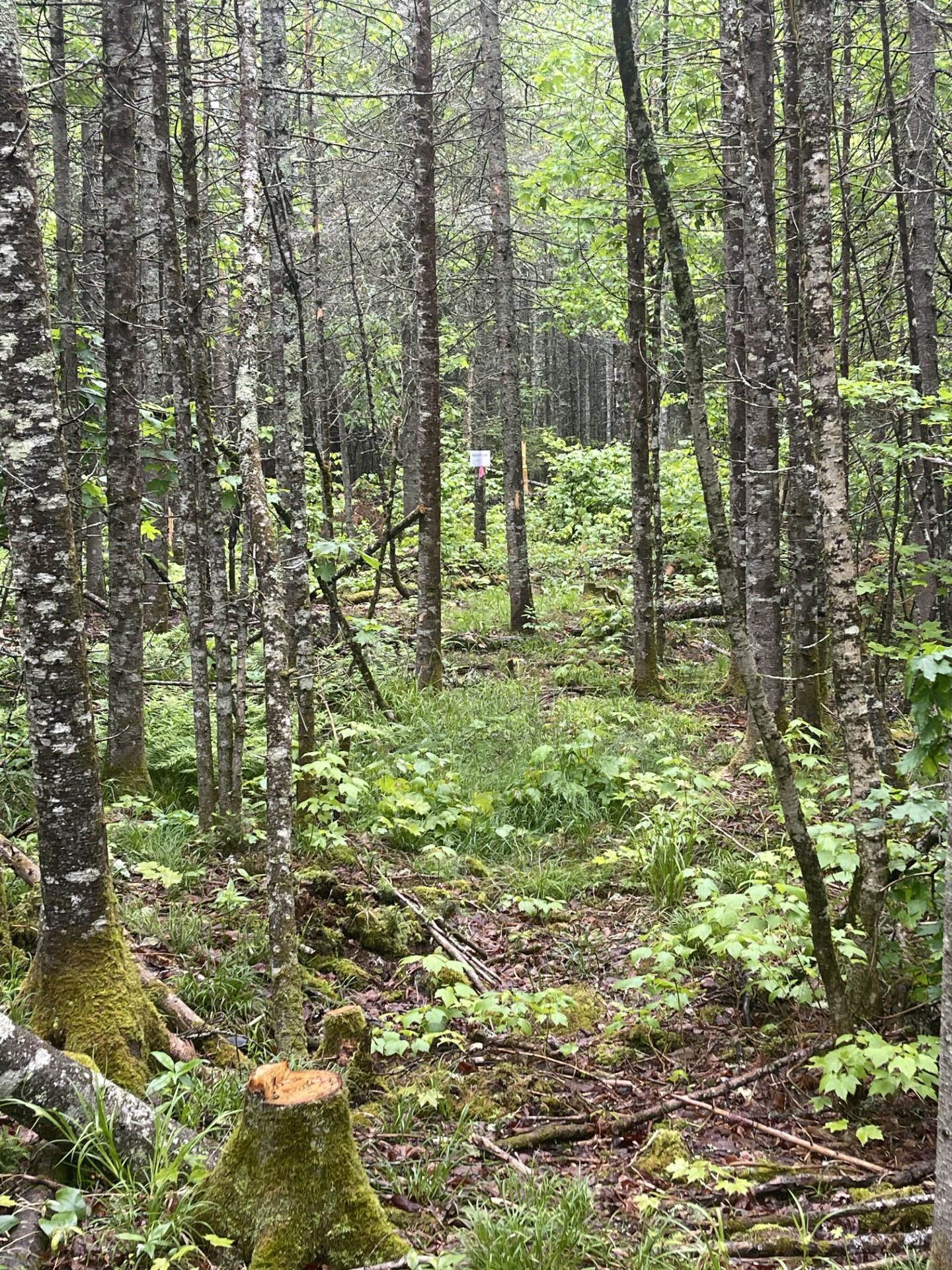 Two Christianson Lake Road Two Harbors, MN 55616 - Photo 27 of 28