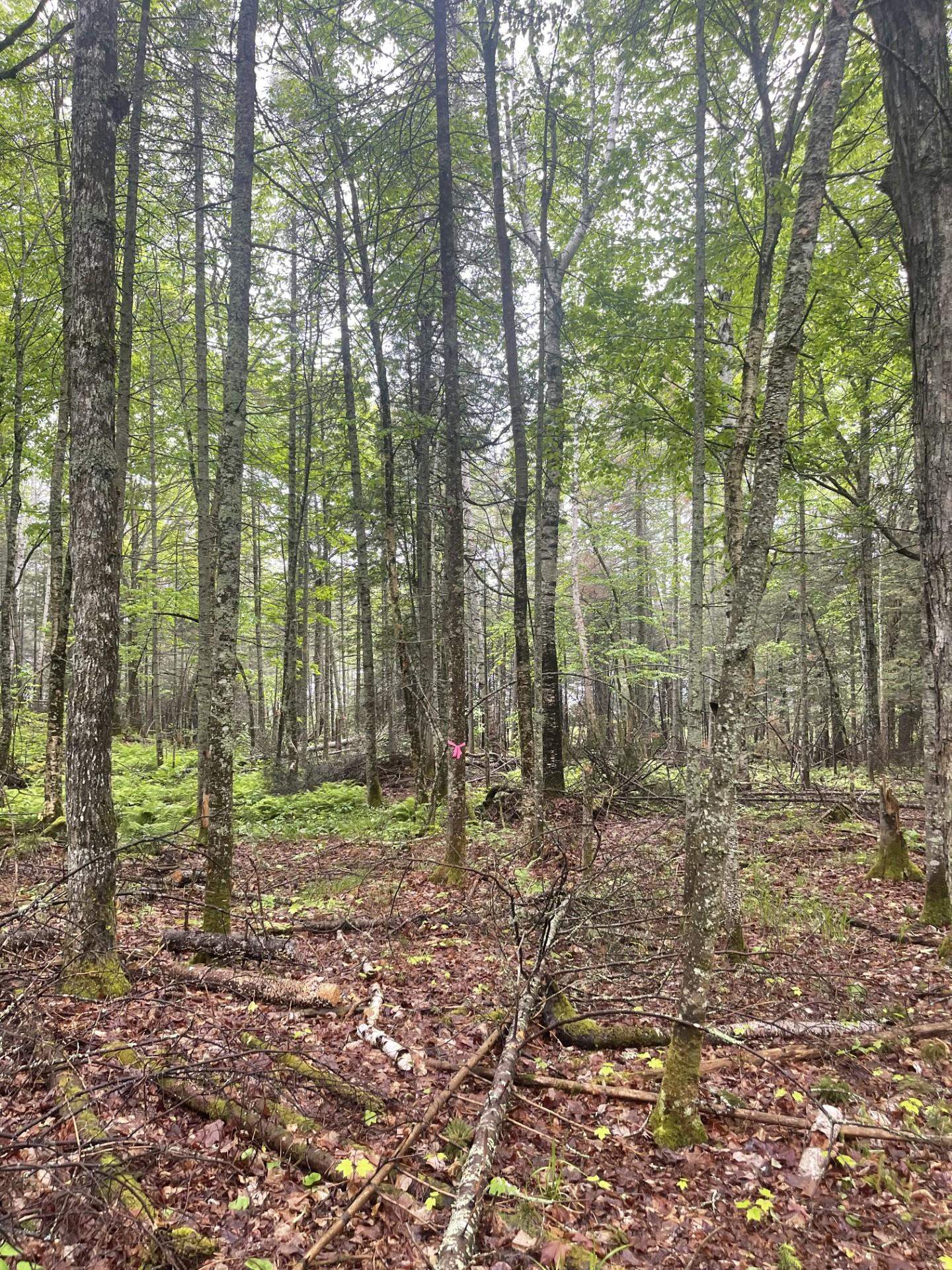 Two Christianson Lake Road Two Harbors, MN 55616 - Photo 28 of 28