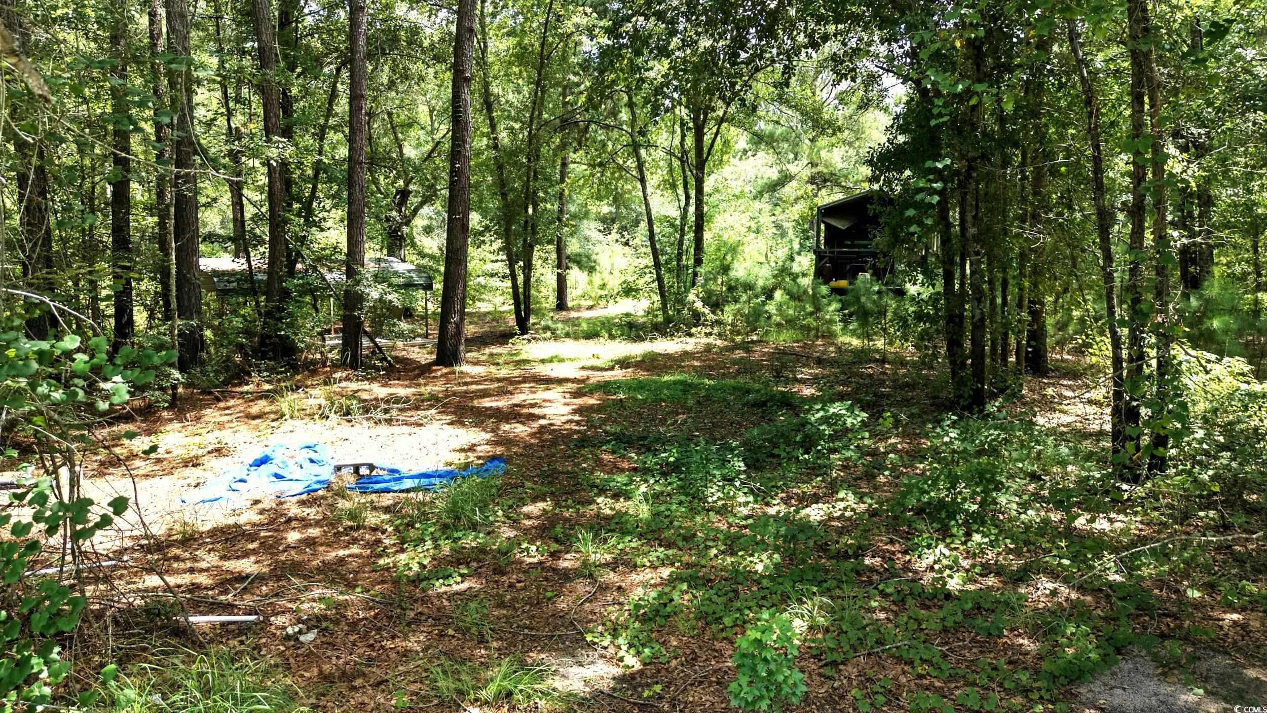 Tbd Vance Lane Nichols, SC 29581 - Photo 2 of 8 View of local wilderness