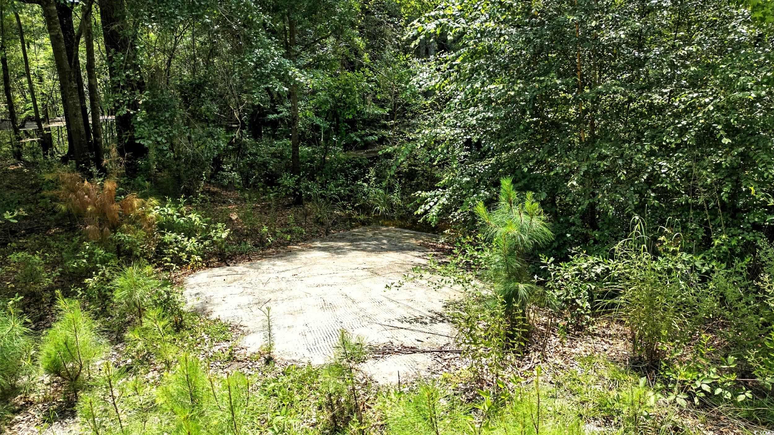 Tbd Vance Lane Nichols, SC 29581 - Photo 3 of 8 View of local wilderness