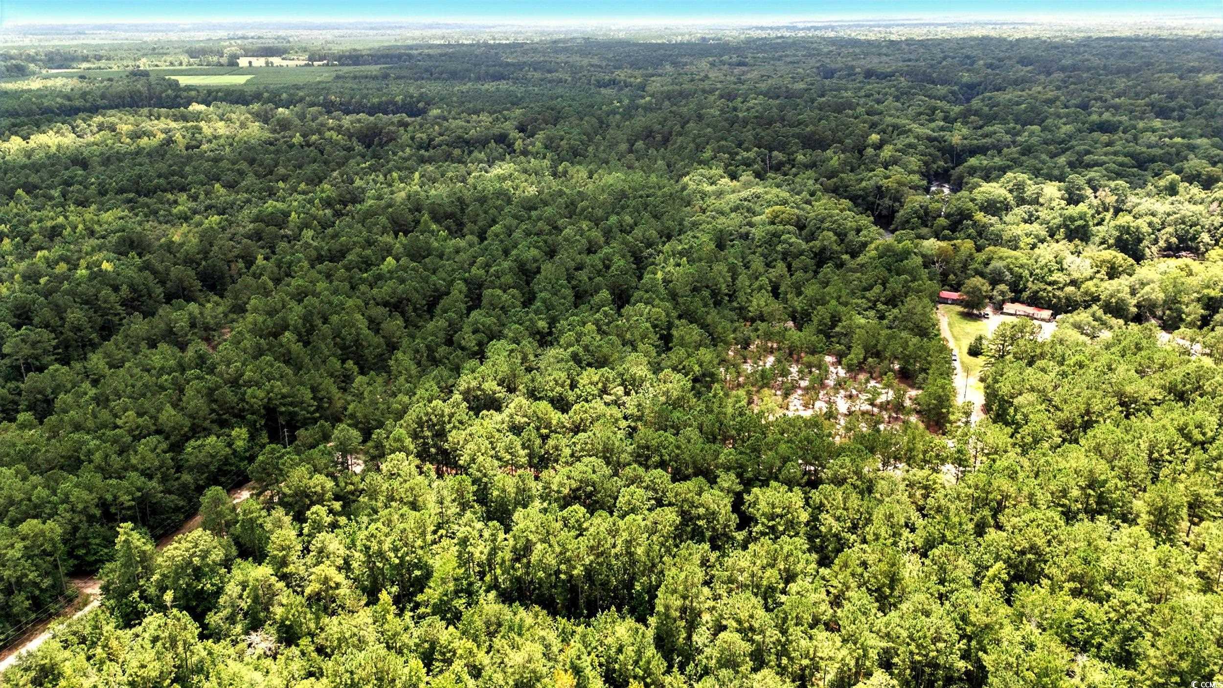 Tbd Vance Lane Nichols, SC 29581 - Photo 6 of 8 Aerial view of a forest
