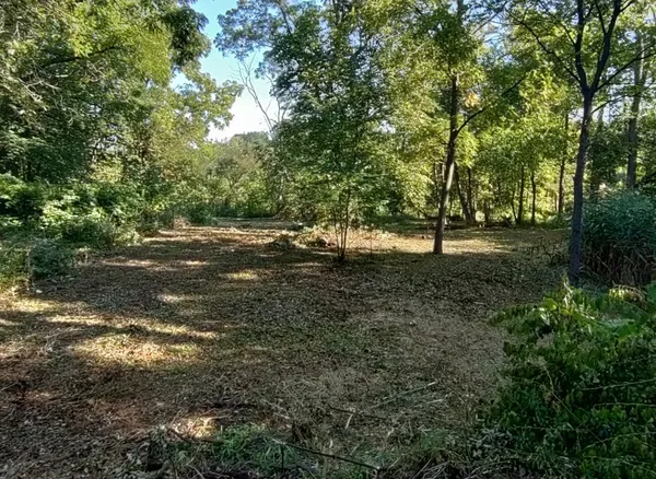 a view of a tree in a yard