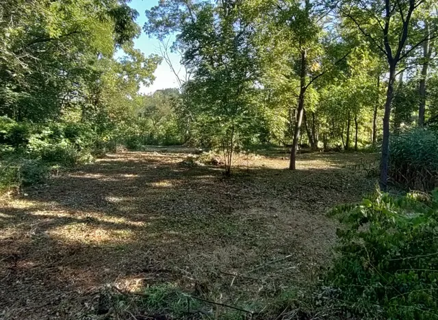 a view of a tree in a yard