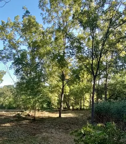 a view of outdoor space with trees
