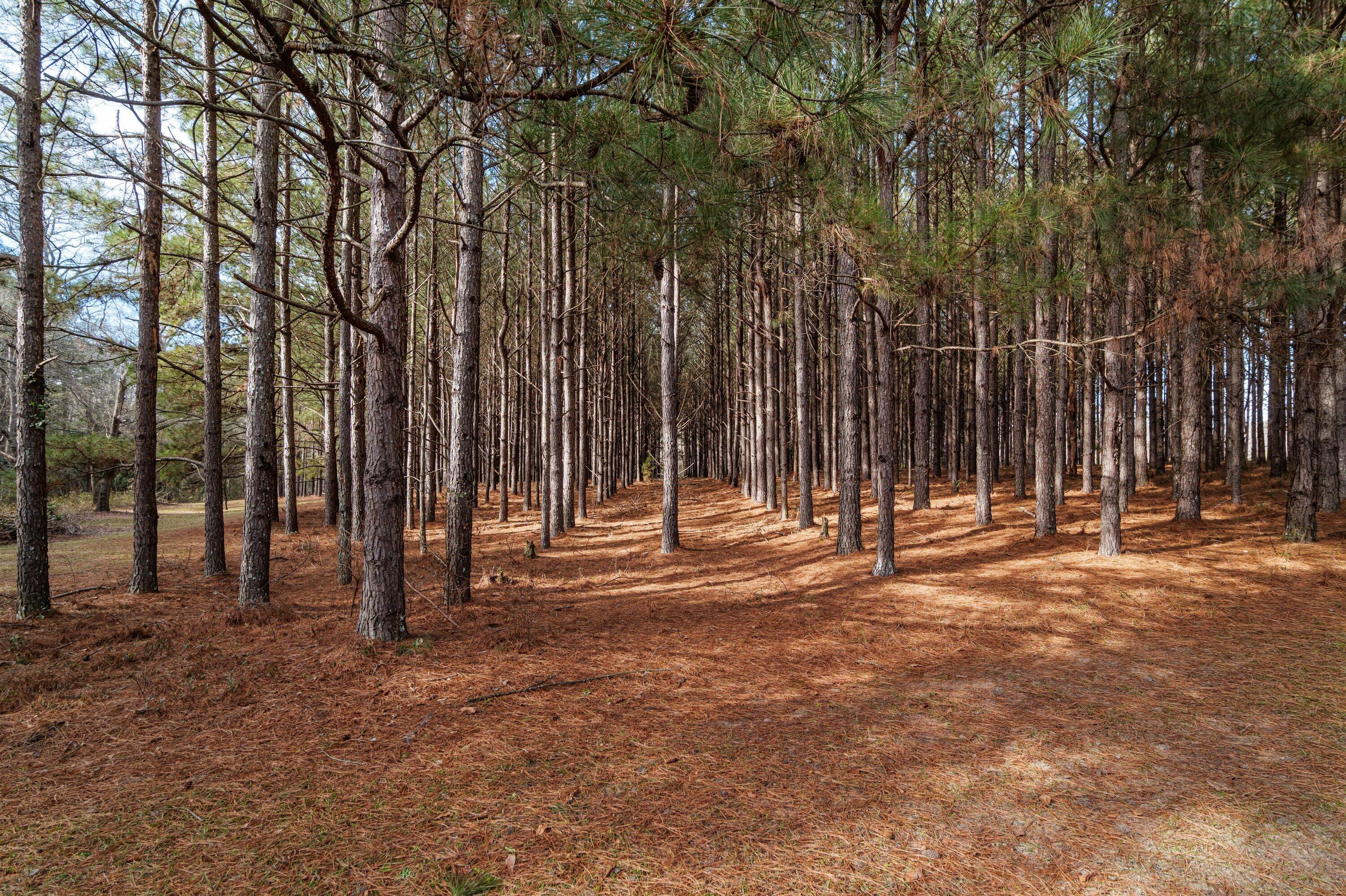 3636 Jewell Road Mitchell, GA 30820 - Photo 30 of 35 P1695176