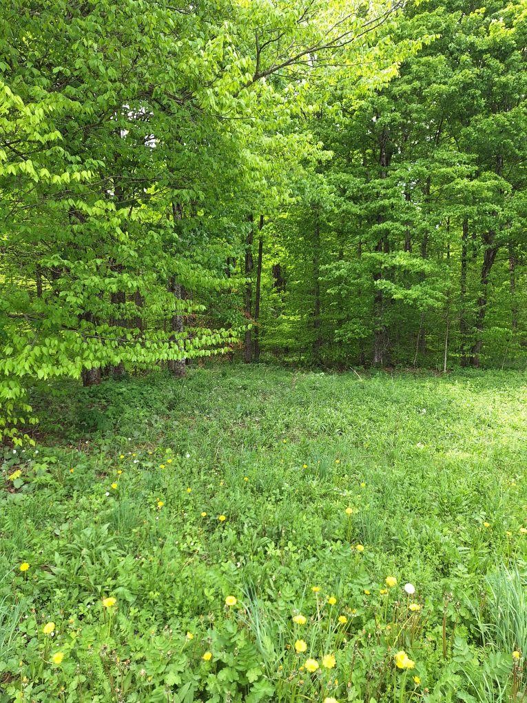 0 Mt Tom Road Springfield Center, NY 13468 - Photo 8 of 14