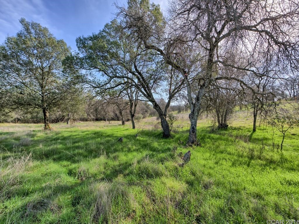 670 Murphys Grade Road Angels Camp, CA 95222 - Photo 20 of 27 a view of backyard with large trees