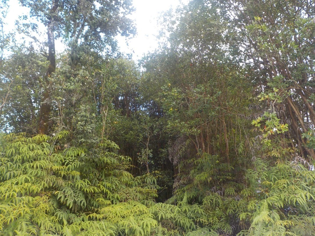 151 Kaniela Road Mountain View, HI 96771 - Photo 1 of 10 a view of a forest with lush green forest