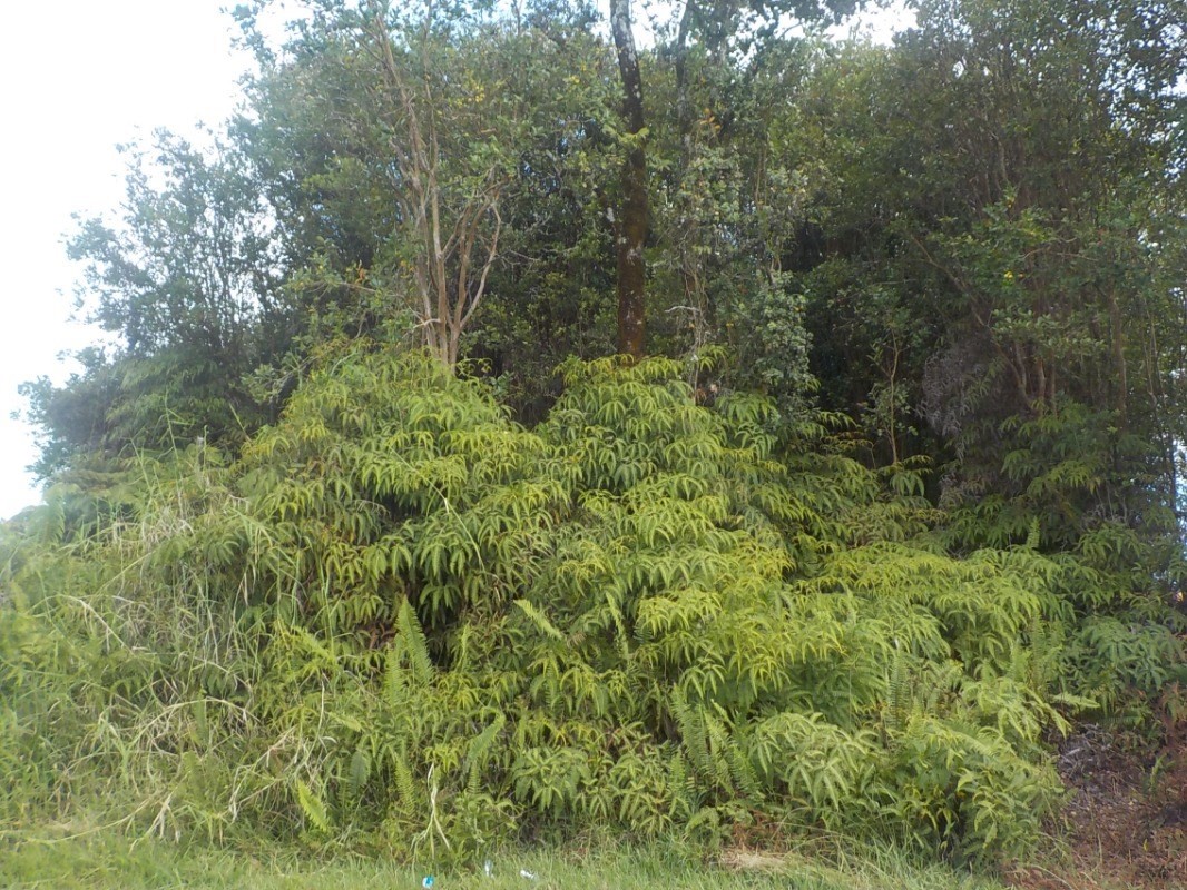 151 Kaniela Road Mountain View, HI 96771 - Photo 2 of 10 a view of a lush green forest