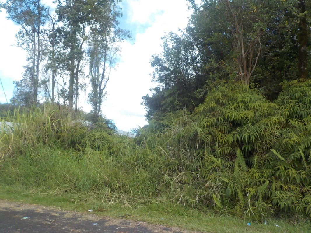 151 Kaniela Road Mountain View, HI 96771 - Photo 3 of 10 a view of a lush green forest with lots of trees