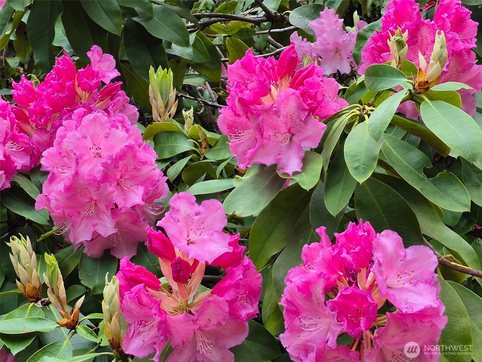 5505 Oyster Bay Road Northwest Olympia, WA 98502 - Photo 33 of 40 a view of a flower