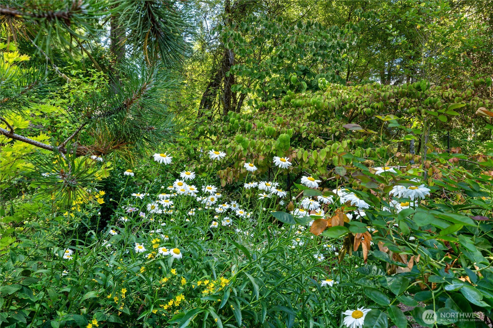 5505 Oyster Bay Road Northwest Olympia, WA 98502 - Photo 36 of 40 a view of a lush green plant